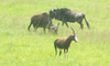 African Wildlife Wildebeest Image